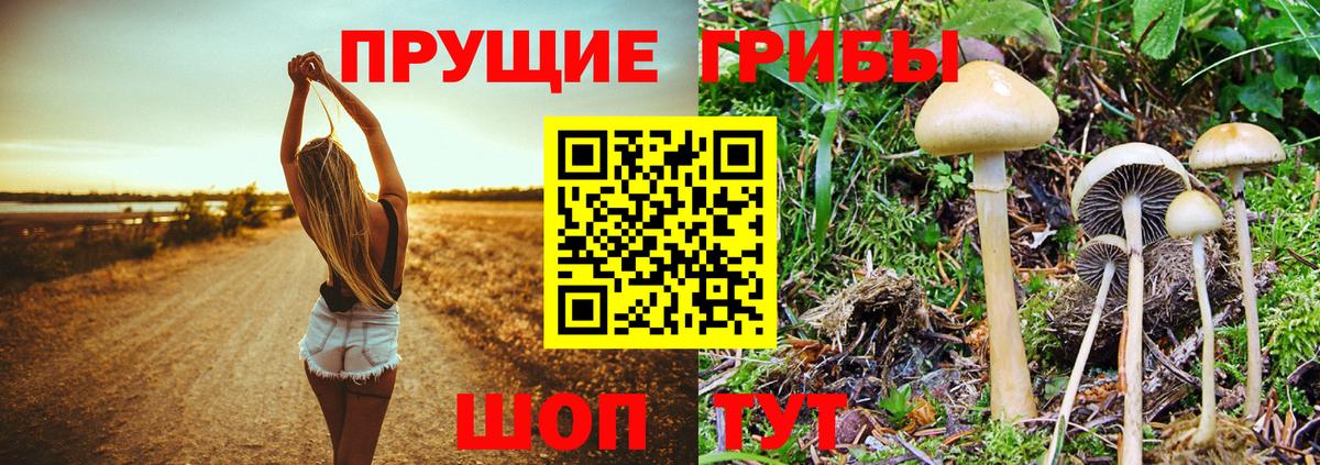 Кингисепп  Галлюциногенные грибы мицелий  Вход с VPN  хочу наркоту  Псилоцибиновые грибы Cubensis 